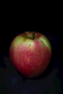 红绿色泽鲜艳的单个苹果