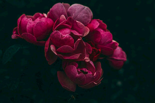 深红芍药花特写