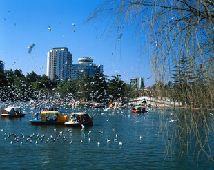 湖畔游船飞鸟共赏美景