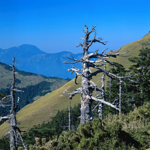 高山枯树景观