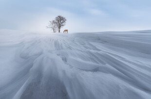 雪地中孤独的树木与动物