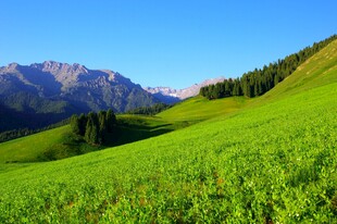 翠绿山坡与远处山峦美景