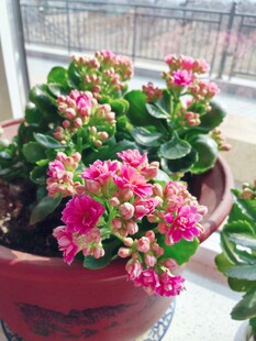 窗台上的多彩长寿花
