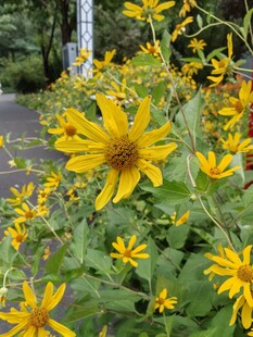 菊芋