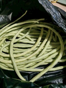 新鲜长豆角