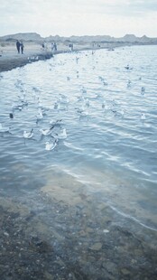 海边水域众多飞鸟嬉戏