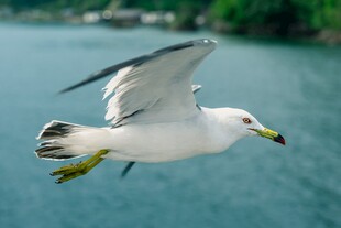 海鸥翱翔于碧波之上
