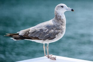 站在船边的灰色海鸥