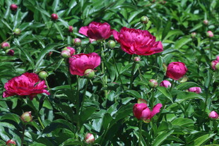 芍药花 