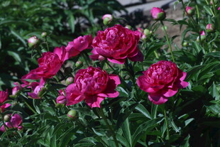 芍药花  