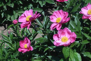 芍药花  