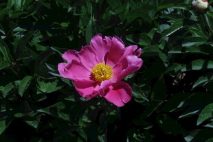芍药花 