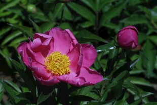 芍药花 