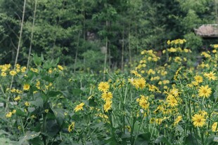 林间绽放的黄色野花