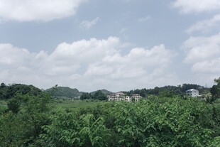 绿意盎然的乡村风光