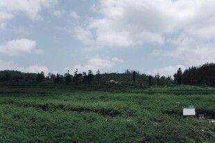 广袤绿野