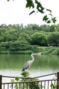 湖畔鹭影