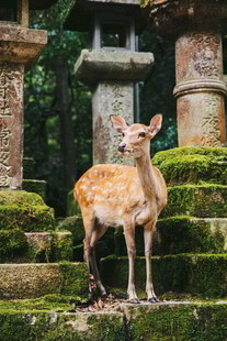 神社前的小鹿