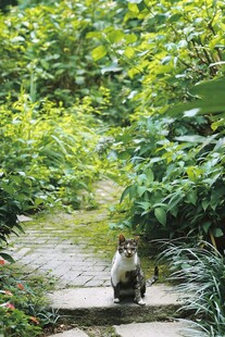 小径猫咪置身绿意之中
