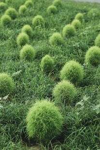 整齐排列的绿色球形植物