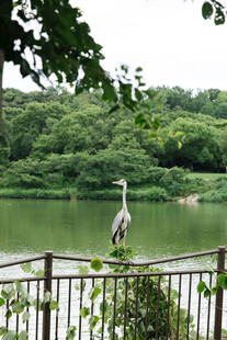 湖畔鹭影