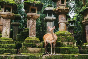 神社前的小鹿