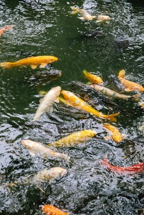 池塘中游动的多彩锦鲤