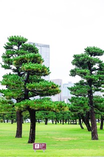 日式造型松树园林景观