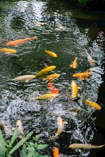 池塘中游动的多彩锦鲤