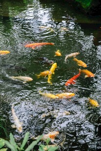 池塘中游动的多彩锦鲤