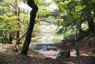 林间静谧溪流景观