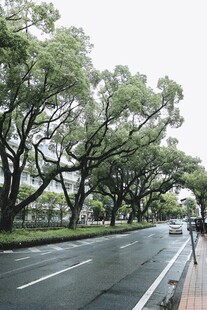雨中林荫大道