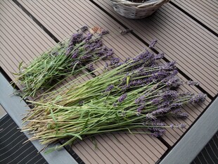新鲜薰衣草花束摆放于木台