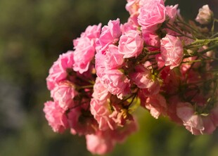 娇艳粉色花卉特写