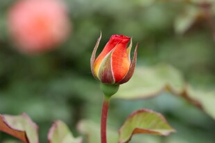 娇艳红玫瑰花蕾初绽