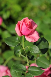 娇艳粉色月季花特写