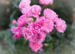 粉色娇艳月季花