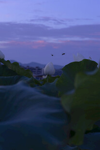 荷塘暮色飞鸟景