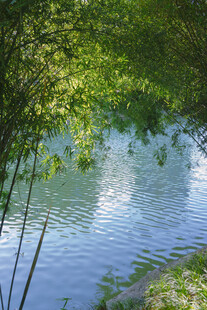 林间静谧湖水风景
