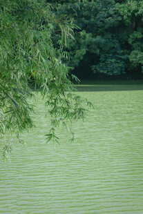 湖畔垂柳 碧波荡漾的美景