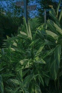 绿叶繁茂的植物景观