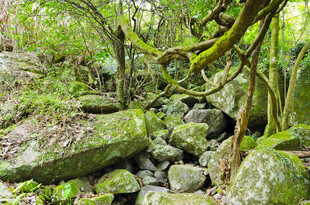 山林间覆满青苔的岩石与藤蔓