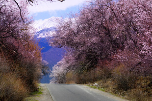 山间繁花盛开的蜿蜒公路