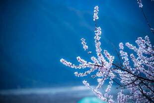 枝头覆霜花冬日清新景