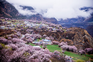 春日山间烂漫桃花村落