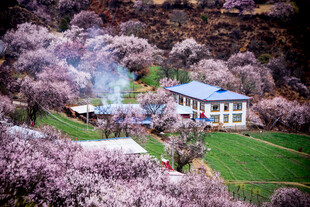 春日山村繁花中的小屋