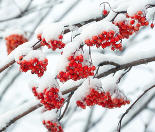 雪覆红果美景