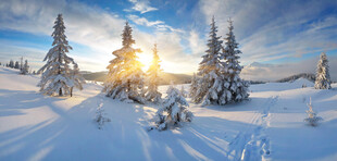 冬日雪景中的阳光松林