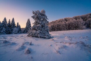 冬日雪景中的孤树