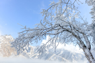 雪覆树枝的冬日美景